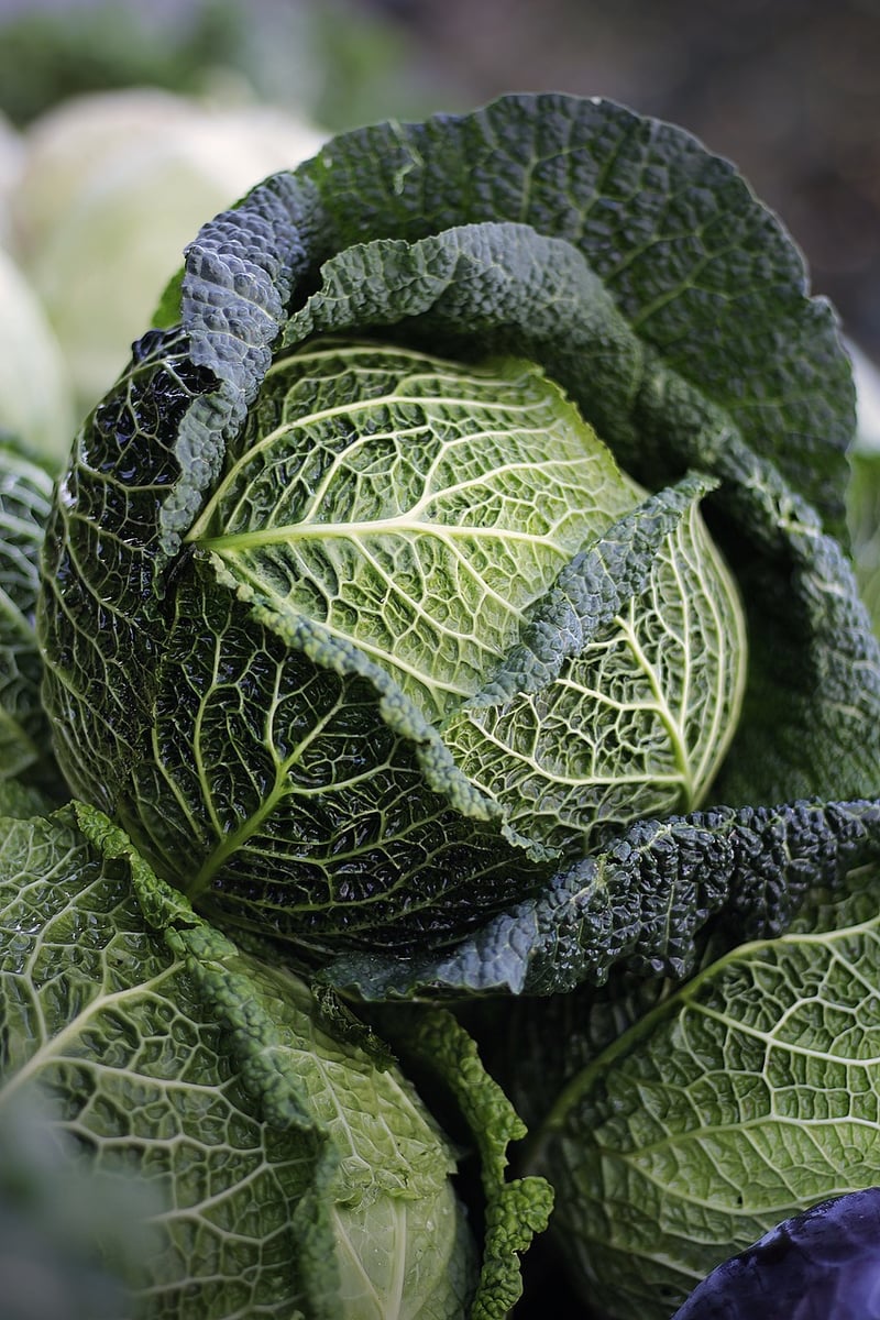 Vegetable-forward Dishes
