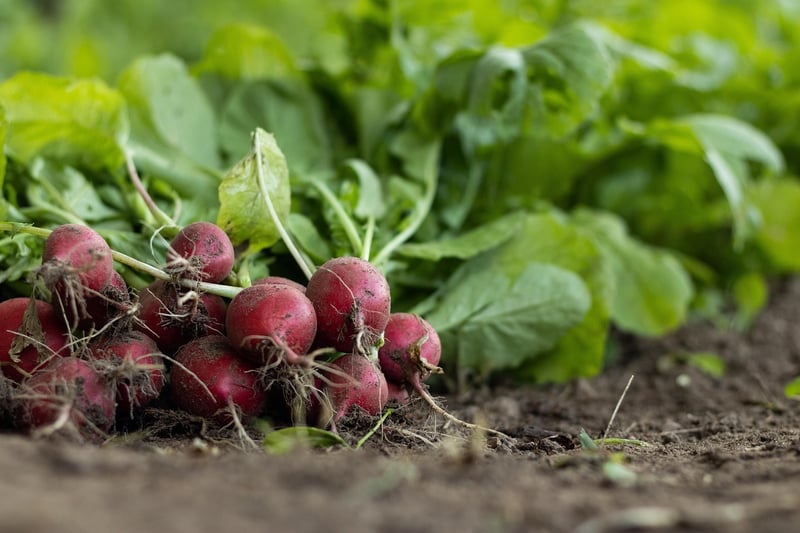 Food Waste